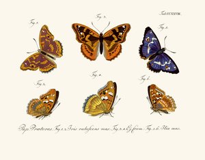 Butterflies