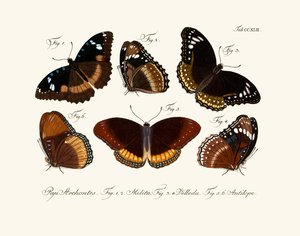 Butterflies by German School