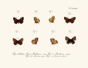 Butterflies by German School
