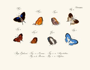 Butterflies by German School