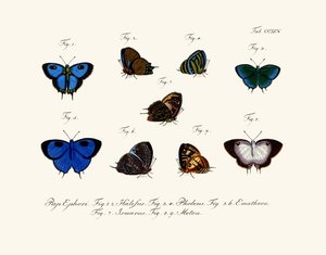 Butterflies