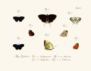 Butterflies