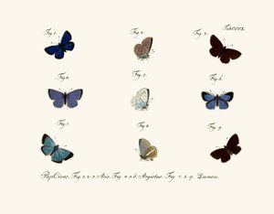 Butterflies by German School