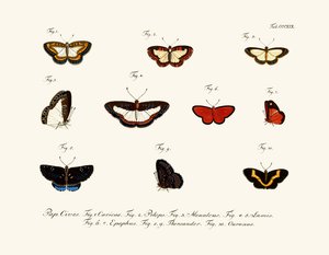 Butterflies