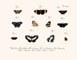 Butterflies