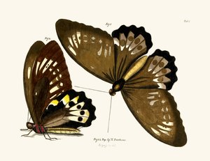 Butterflies