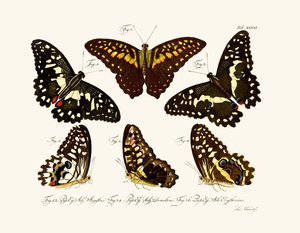 Butterflies