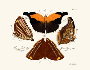 Butterflies