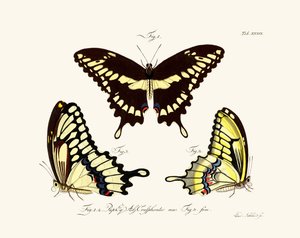 Butterflies by German School