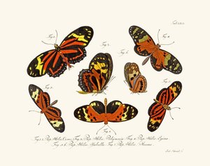 Butterflies