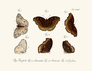 Butterflies by German School