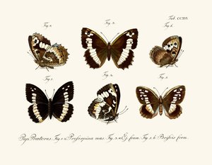 Butterflies