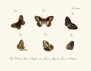 Butterflies by German School