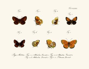 Butterflies by German School
