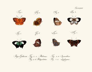 Butterflies by German School