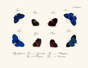 Butterflies