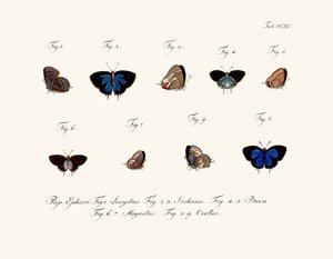Butterflies