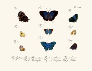 Butterflies