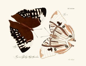 Butterflies
