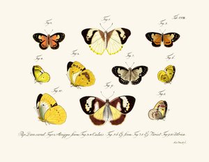 Butterflies