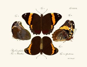 Butterflies by German School
