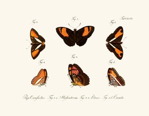 Butterflies by German School