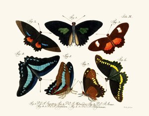 Butterflies