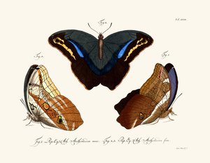 Butterflies