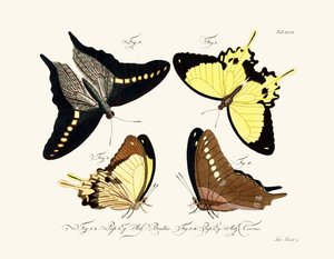 Butterflies