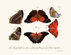 Butterflies