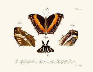 Butterflies