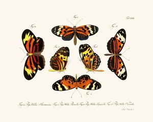 Butterflies