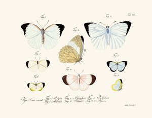 Butterflies