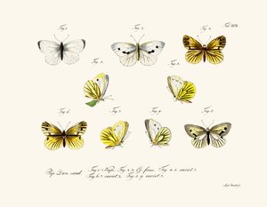 Butterflies by German School