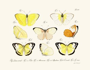 Butterflies