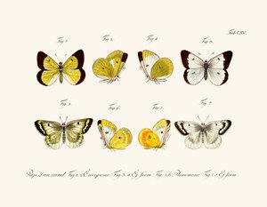 Butterflies