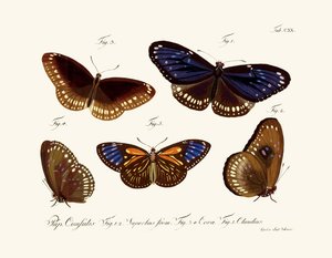 Butterflies