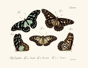 Butterflies by German School