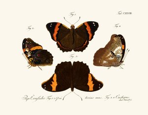 Butterflies by German School