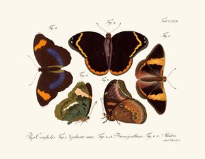 Butterflies