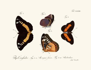 Butterflies