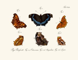 Butterflies by German School