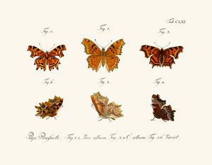 Butterflies by German School