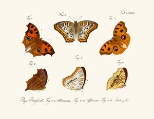Butterflies by German School