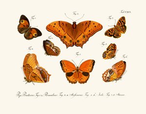 Butterflies by German School