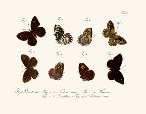 Butterflies by German School