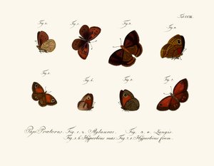 Butterflies by German School