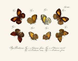 Butterflies by German School