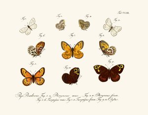 Butterflies by German School