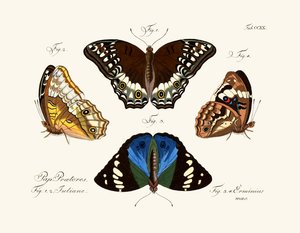 Butterflies by German School